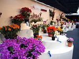 2013-orchid-show-08