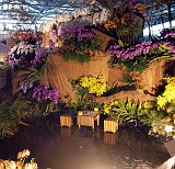 2013-orchid-show-10