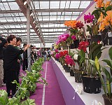 2013-taiwan-orchid-show-01